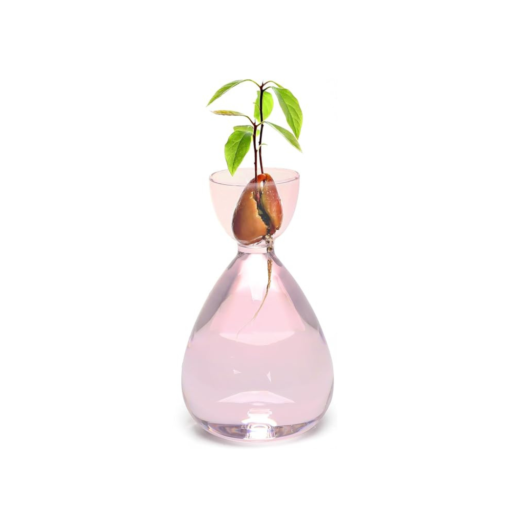 Hidropônico Abacate Vase