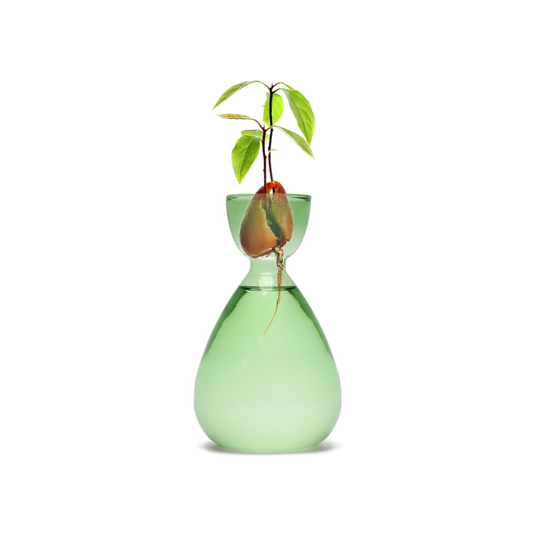 Hidropônico Abacate Vase