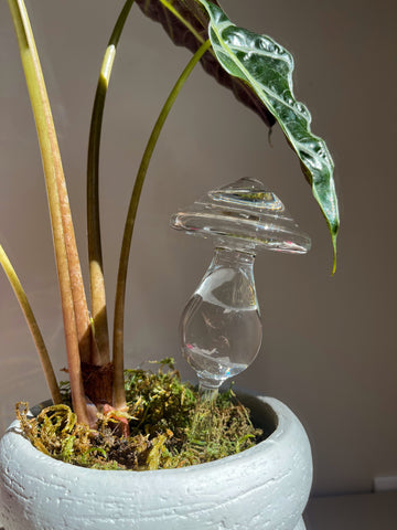 Mushroom de Vidro Autoirrigável