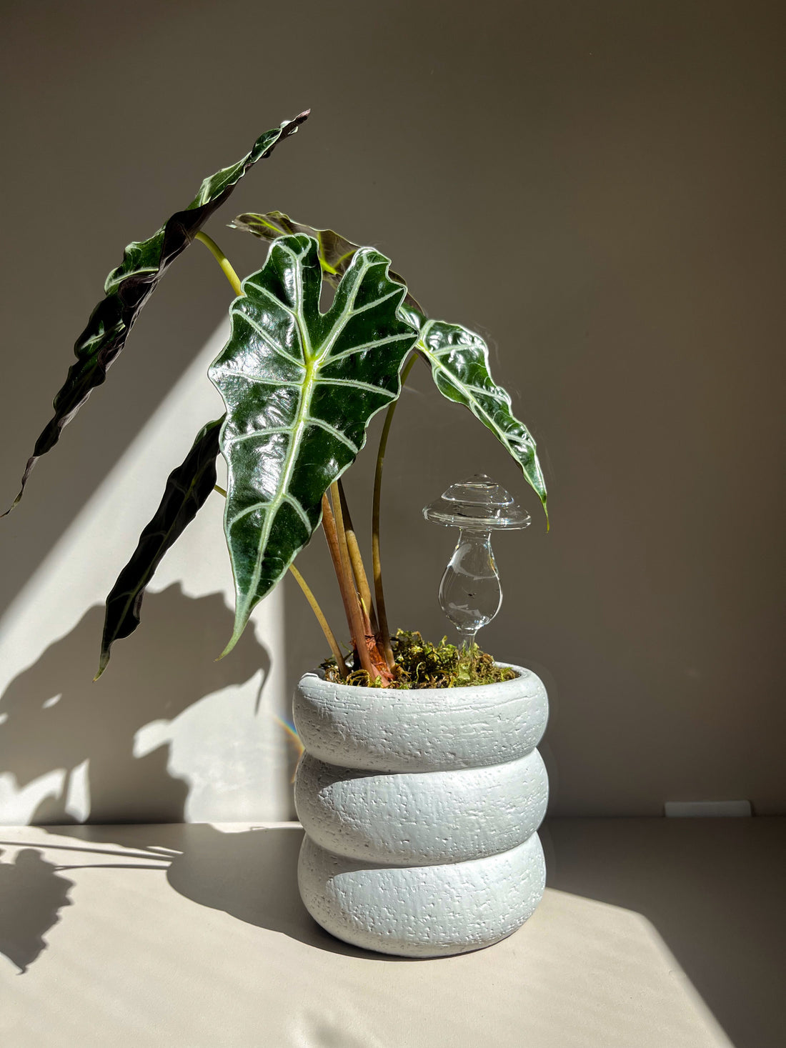 Mushroom de Vidro Autoirrigável