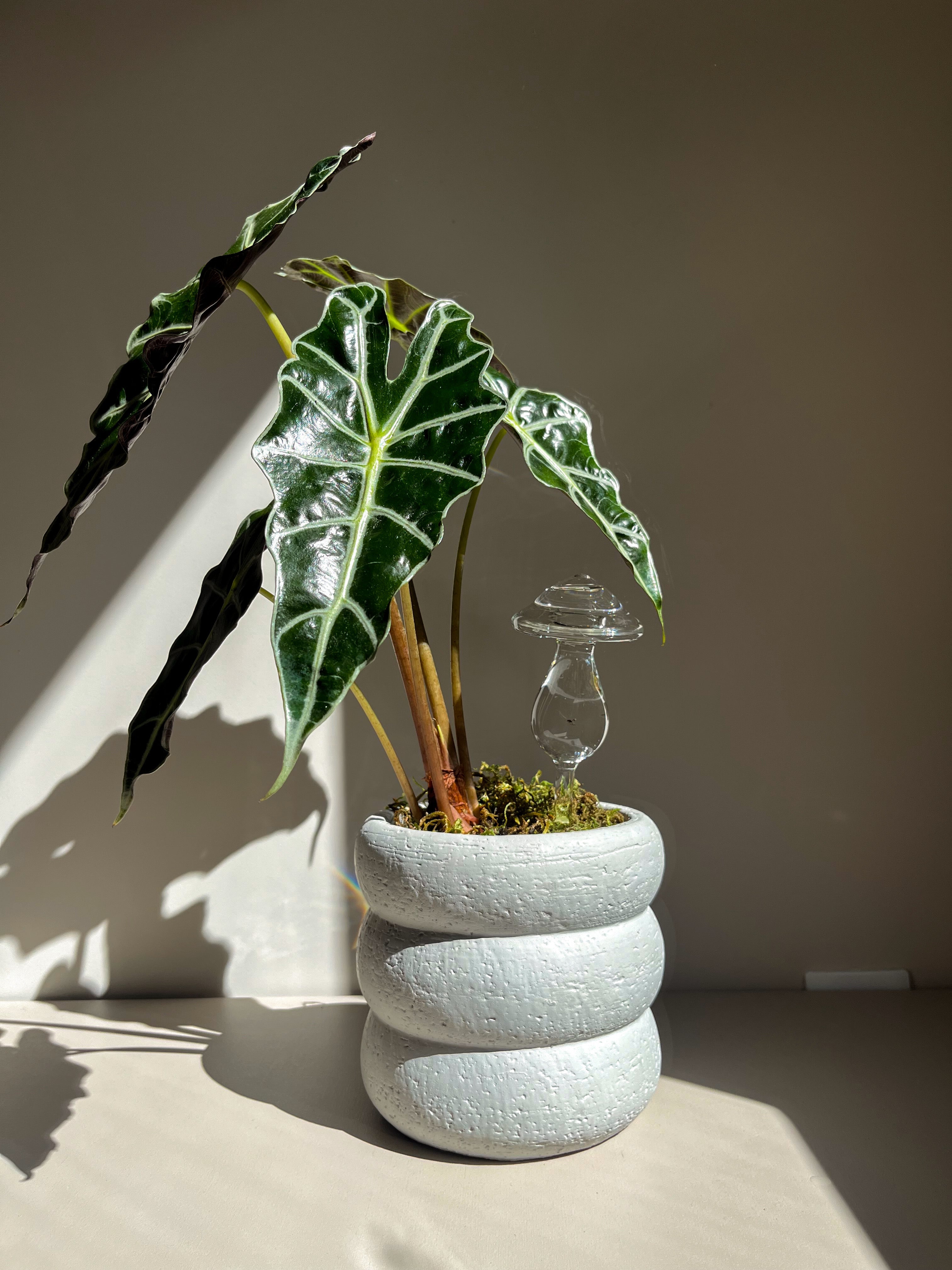 Food Market Poster Collection - E - 50x70cm